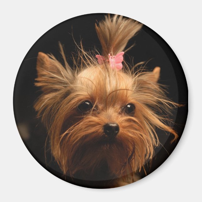 Yorkshire Terrier Magnet (Vorne)