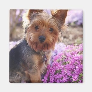 Yorkshire Terrier Magnet