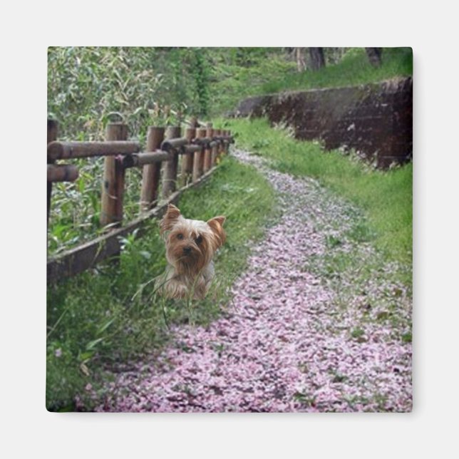 Yorkshire Terrier Magnet (Vorne)