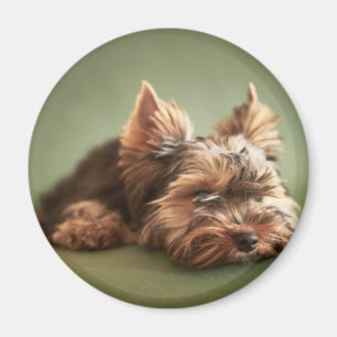 Yorkshire Terrier Magnet