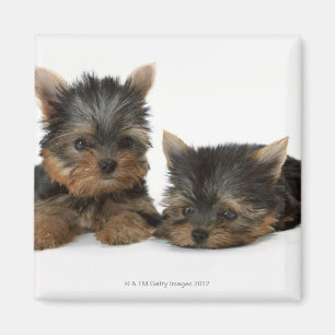 Yorkshire Terrier Magnet