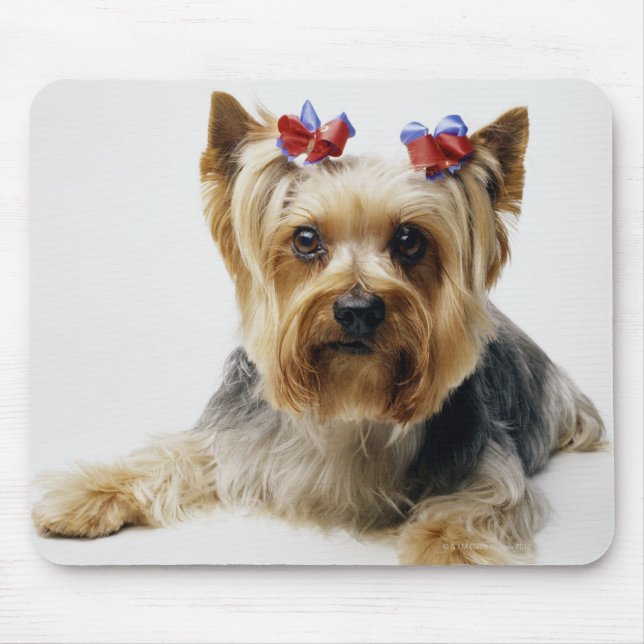 Yorkshire Terrier mit roten Bögen Mousepad (Vorne)