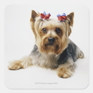 Yorkshire Terrier mit roten Bögen Quadratischer Aufkleber