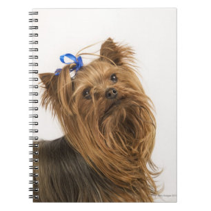 Yorkshire Terrier Notizblock