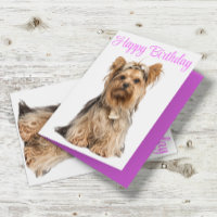 Yorkshire Terrier Pink Niedlich Yorkie Happy Birth