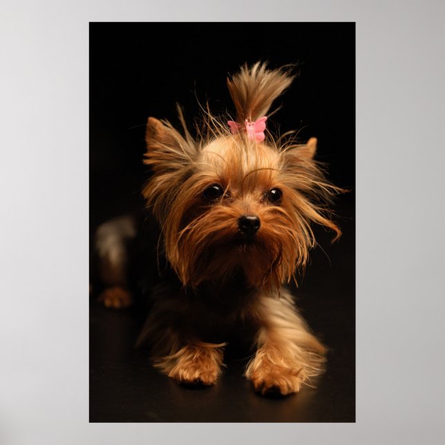 Yorkshire Terrier Portrait Poster (Vorne)