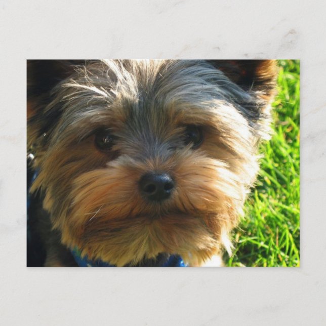 Yorkshire Terrier Postcard Postkarte (Vorderseite)
