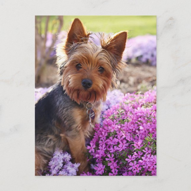 Yorkshire Terrier Postcard Postkarte (Vorderseite)