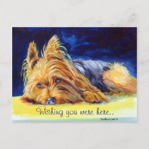 Yorkshire Terrier Postcards Postkarte