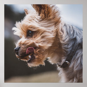 Yorkshire Terrier Poster