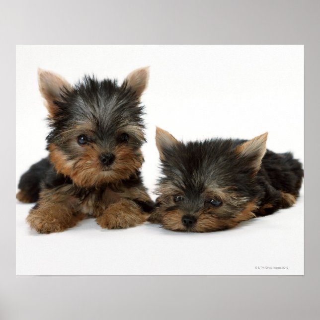 Yorkshire Terrier Poster (Vorne)