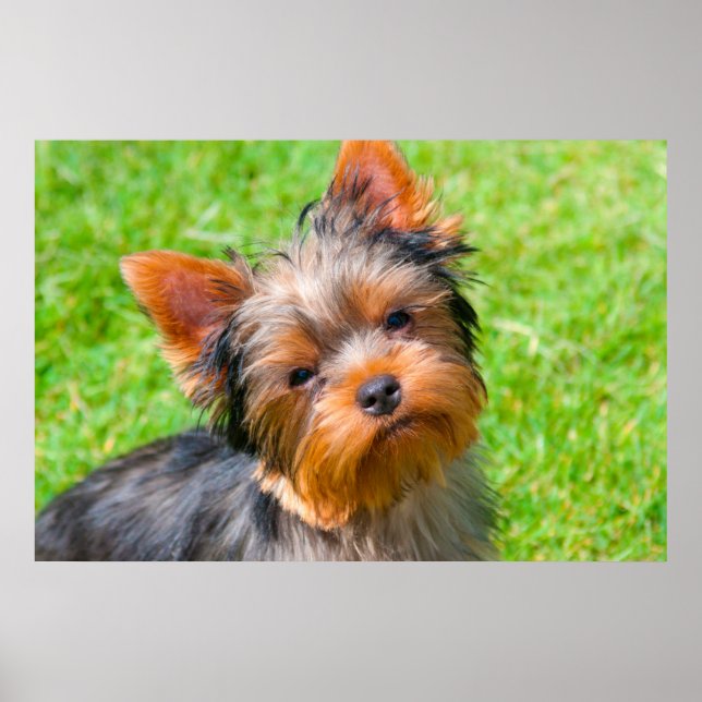 Yorkshire Terrier Poster (Vorne)