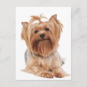 Yorkshire Terrier Postkarte