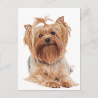 Yorkshire Terrier Postkarte