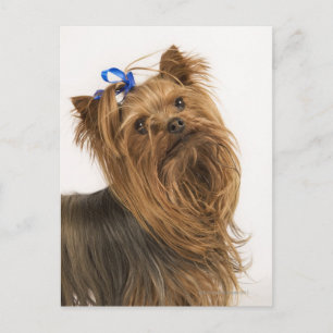 Yorkshire Terrier Postkarte