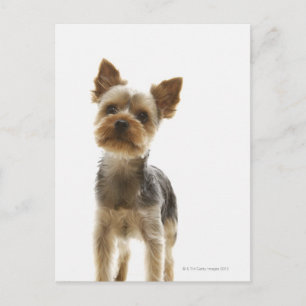 Yorkshire Terrier Postkarte