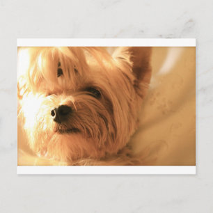 Yorkshire Terrier Postkarte