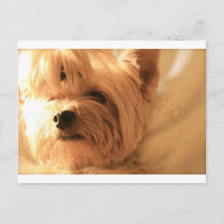 Yorkshire Terrier Postkarte
