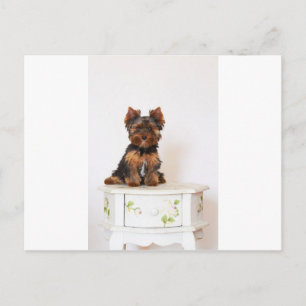 Yorkshire Terrier Postkarte
