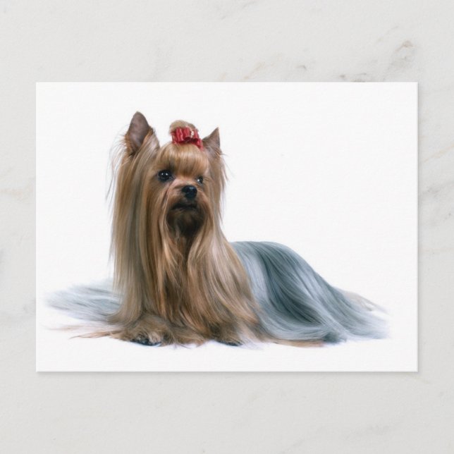Yorkshire Terrier Postkarte (Vorderseite)