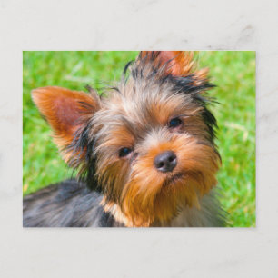 Yorkshire Terrier Postkarte
