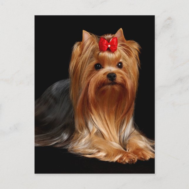 Yorkshire Terrier Postkarte (Vorderseite)