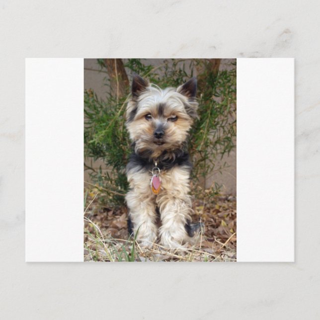 Yorkshire Terrier Postkarte (Vorderseite)