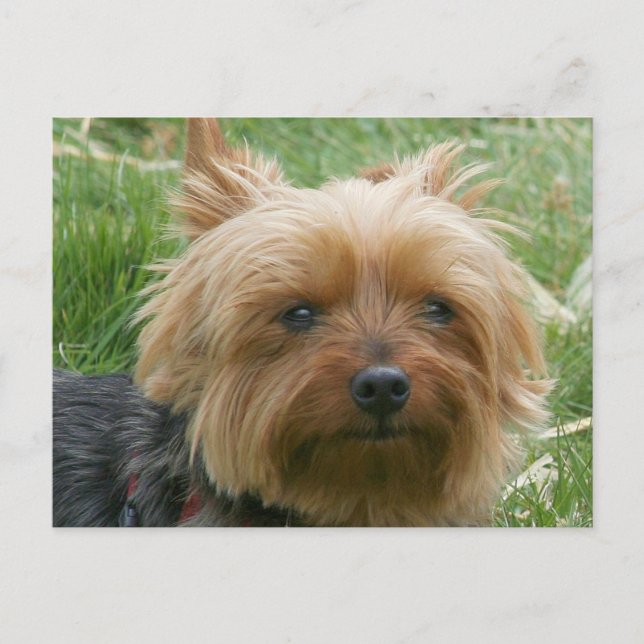 Yorkshire Terrier Postkarte (Vorderseite)