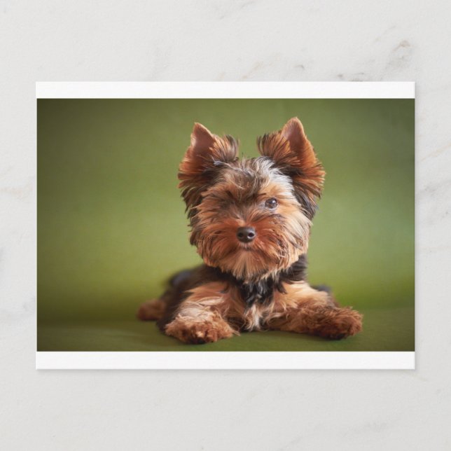 Yorkshire Terrier Postkarte (Vorderseite)