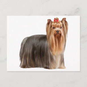 Yorkshire Terrier Postkarte