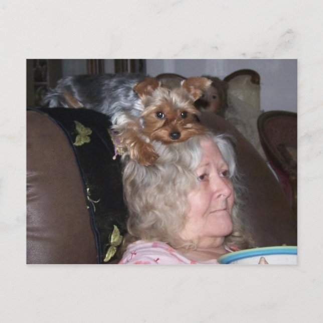Yorkshire Terrier Postkarte (Vorderseite)