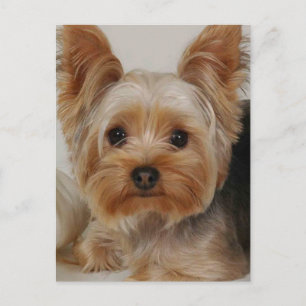 Yorkshire Terrier Postkarte