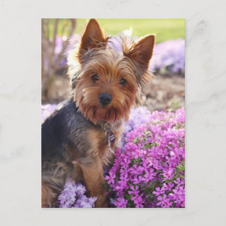 Yorkshire Terrier Postkarte