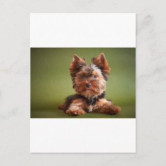 Yorkshire Terrier Postkarte