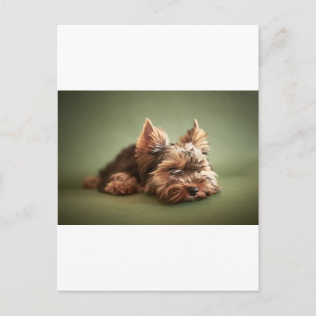 Yorkshire Terrier Postkarte (Vorderseite)