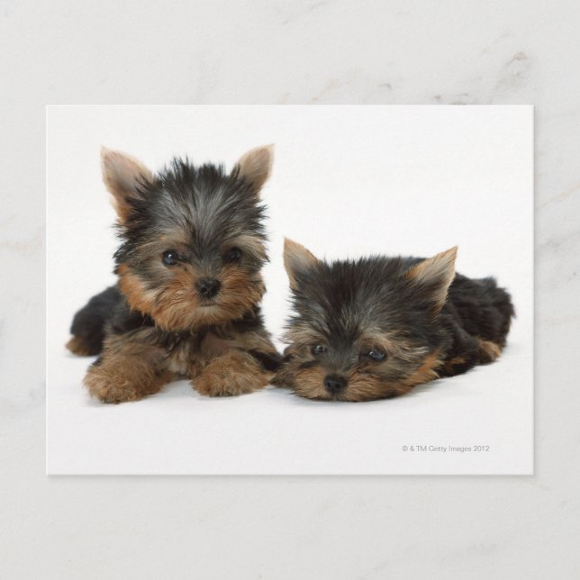 Yorkshire Terrier Postkarte (Vorderseite)