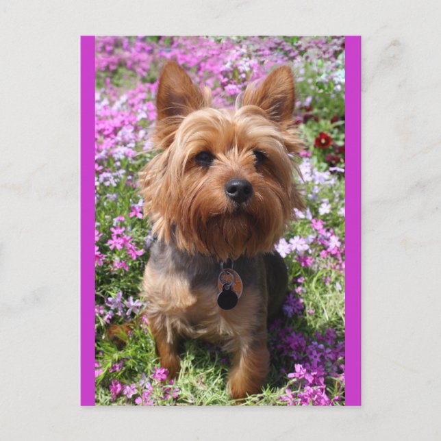 Yorkshire Terrier Puppy Dodge Lila Postkarte (Vorderseite)