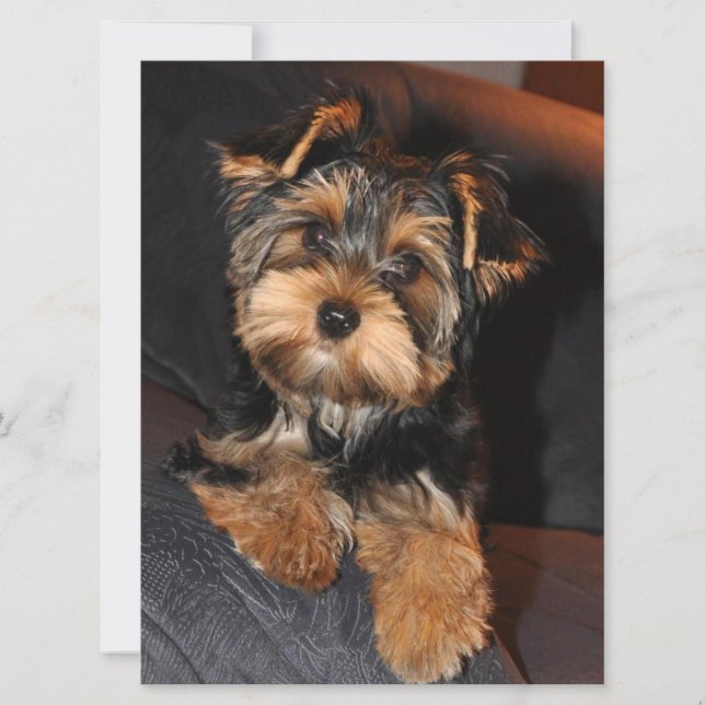 Yorkshire Terrier Puppy Dog (Vorderseite)