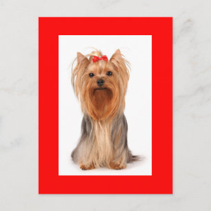 Yorkshire Terrier Puppy Dog Blank Red Postcard Postkarte