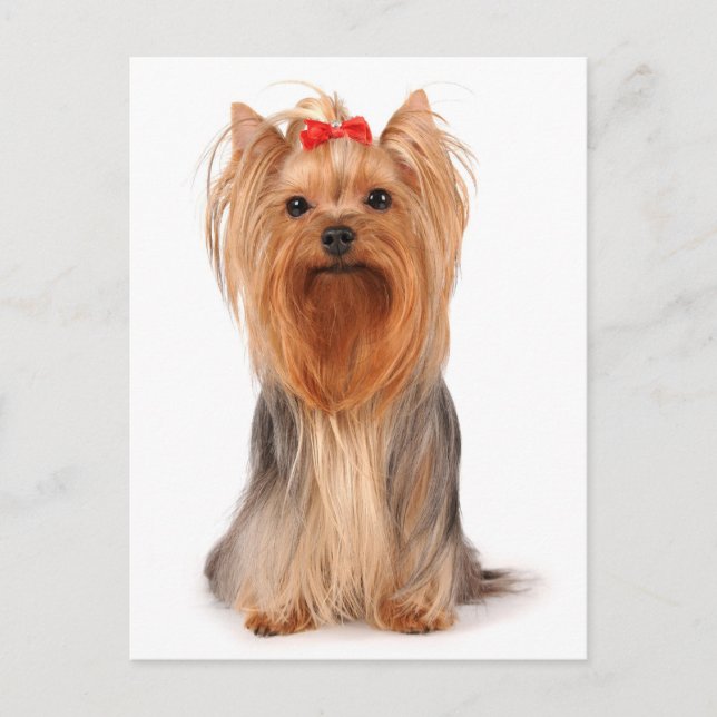 Yorkshire Terrier Puppy Dog Blank Yorkie Postcard Postkarte (Vorderseite)