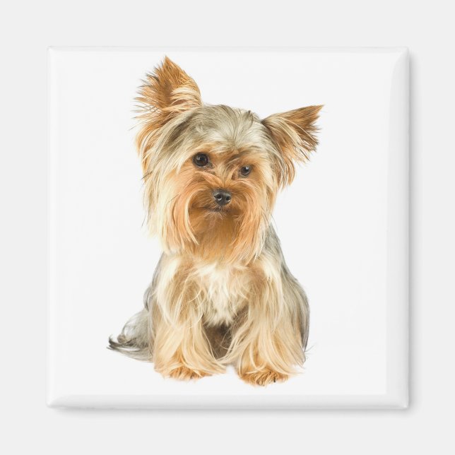 Yorkshire Terrier Puppy Dog Kühlschrankmagnet Magnet (Vorne)
