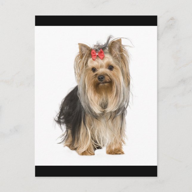 Yorkshire Terrier Puppy Dog leere Postkarte (Vorderseite)