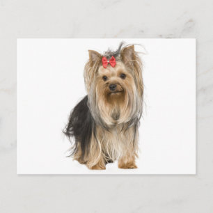 Yorkshire Terrier Puppy Dog leere Postkarte