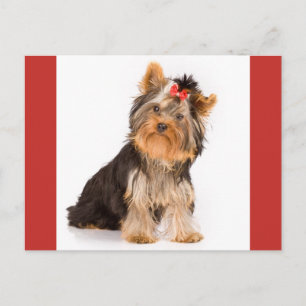 Yorkshire Terrier Puppy Dog leere Postkarte