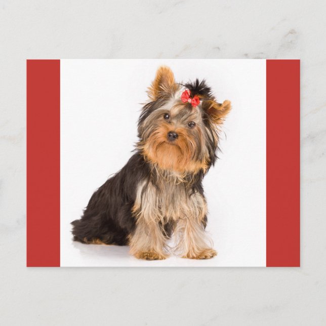 Yorkshire Terrier Puppy Dog leere Postkarte (Vorderseite)