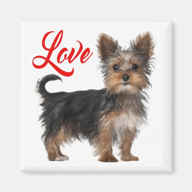 Yorkshire Terrier Puppy Dog Red Liebe Magnet (Vorne)