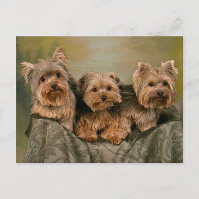 Yorkshire Terrier Puppy Dogs leere Postkarte (Vorderseite)