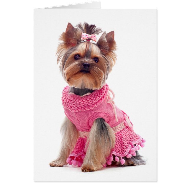 Yorkshire Terrier Puppy Doppy Blank Card (Vorne)