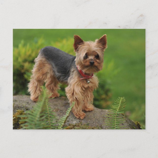 Yorkshire Terrier Puppy Doppy Post Card Postkarte (Vorderseite)