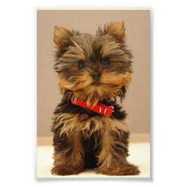 Yorkshire Terrier Puppy Fotodruck